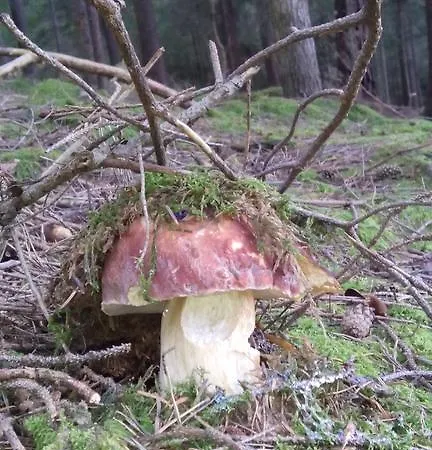 Opolenec Lägenhet *